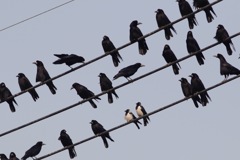 フィールド開拓