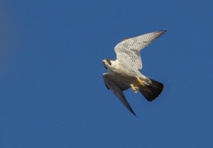 ハヤブサ雄成鳥