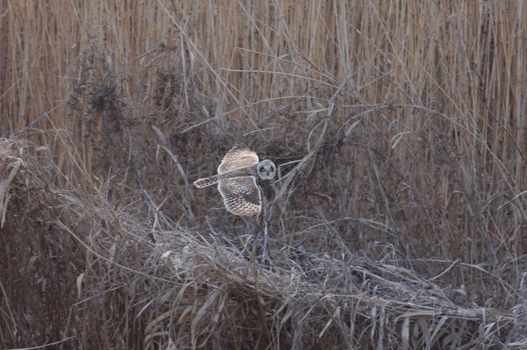 コミミズクの飛翔