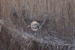 コミミズクの飛翔