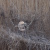 コミミズクの飛翔