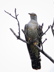 ホトトギスの声(写真はツツドリ