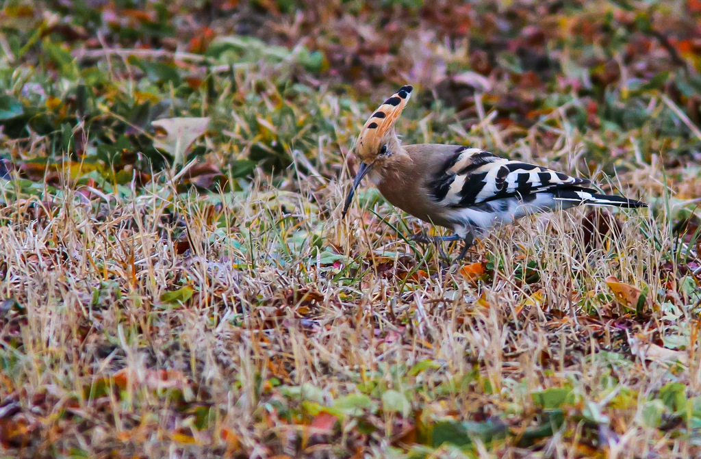 早起きは三文の徳