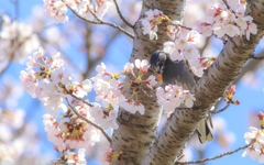 鳥たちの花見、ムクドリ