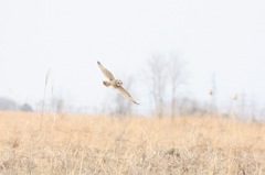 コミミズクのカッコいい角度