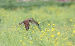 菜の花サシバ