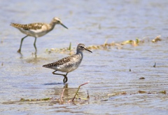 タカブシギ、リベンジ