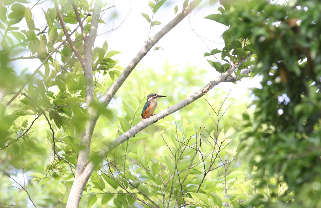 森の中の若カワセミ