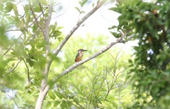 森の中の若カワセミ