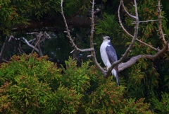 オオタカ雄成鳥