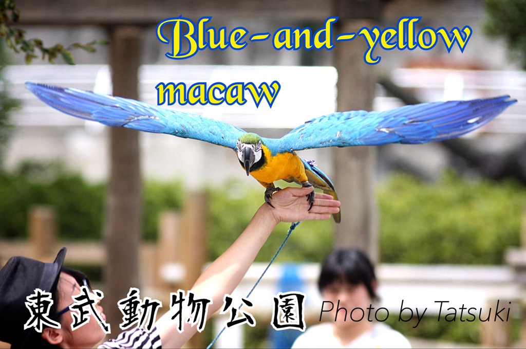 東武動物公園のバードショー