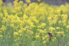 菜の花とジョビ男