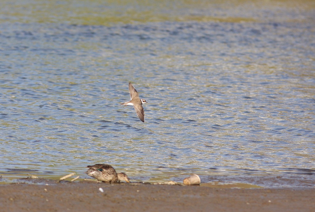 コチドリの飛翔