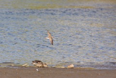 コチドリの飛翔