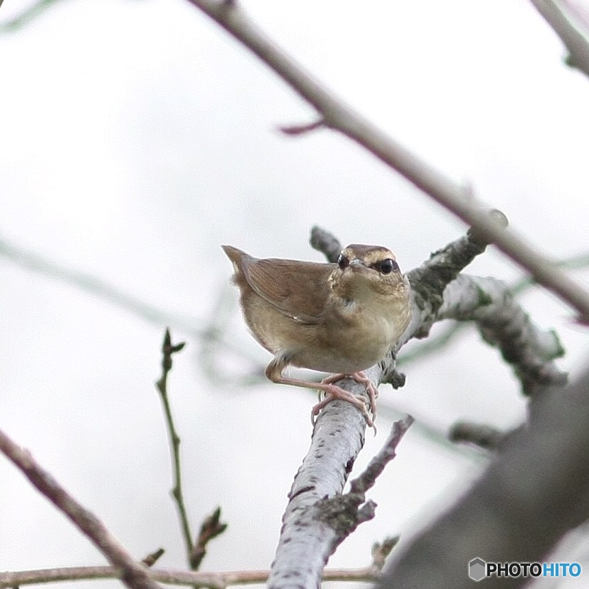 ヤブサメ 大きくトリミング