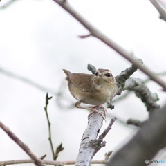 ヤブサメ 大きくトリミング