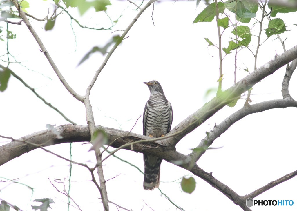 追いかけられていた個体