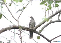 追いかけられていた個体