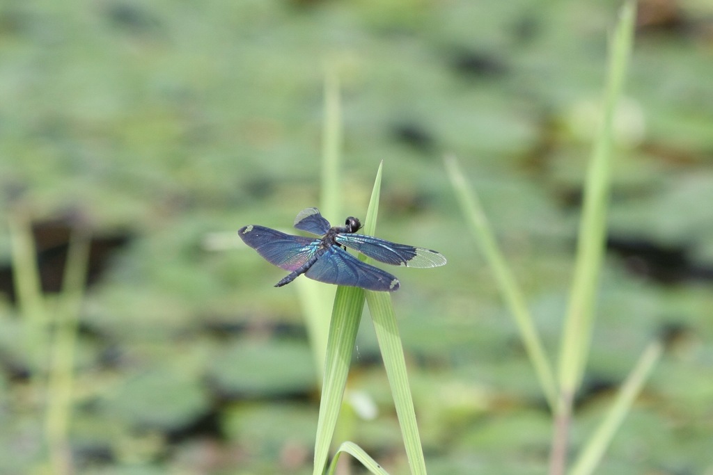 自宅近くにもチョウトンボ