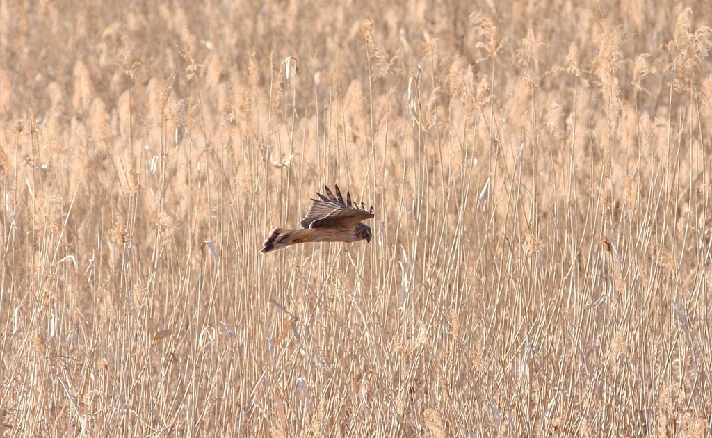 葦原スレスレを
