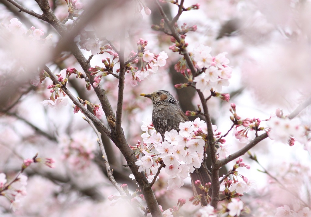 ヒヨドリを桜が囲む