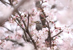ヒヨドリを桜が囲む