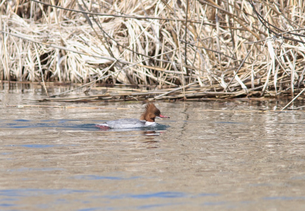 長野旅行 カワアイサ雌