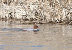 長野旅行 カワアイサ雌