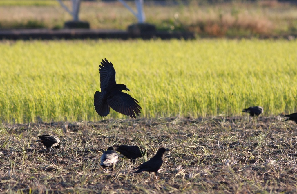 ミヤマガラスの群れ