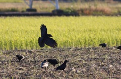 ミヤマガラスの群れ