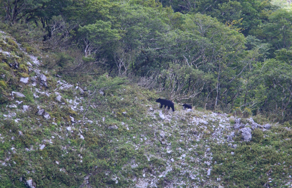 ツキノワグマ親子