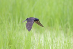 昨年のツバメ 低空飛行