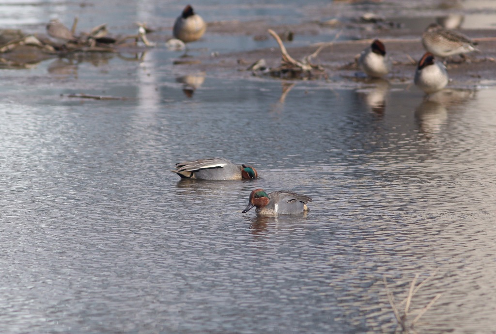 久しぶりにアメリカコガモ