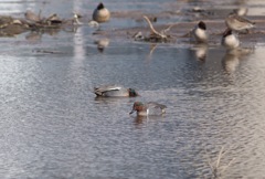 久しぶりにアメリカコガモ