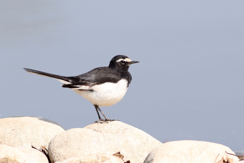 公園のセキレイ2種 (2)