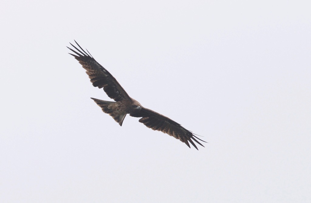 Black kite