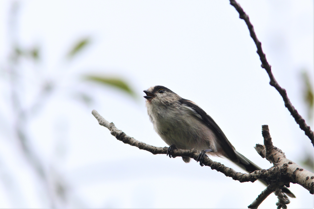 鳴くエナガ