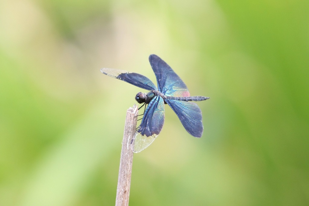 美しきチョウトンボ