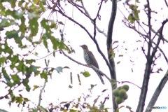 秋の渡り 赤色型ツツドリ現る