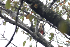 公園のアカゲラ