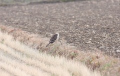 チュウヒの保護色