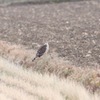 チュウヒの保護色