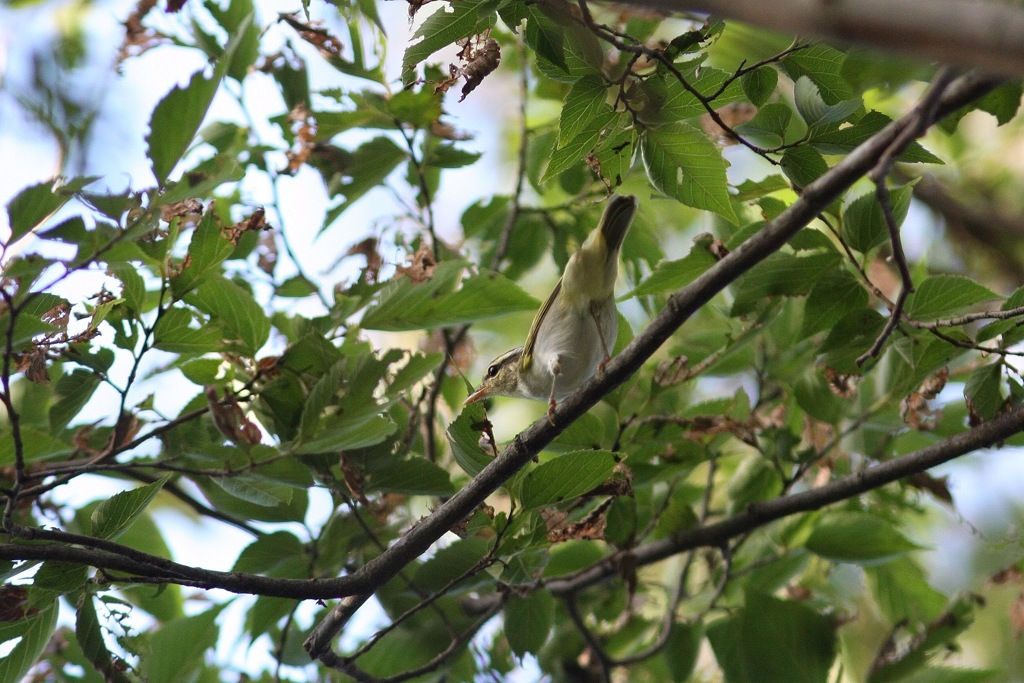 秋の渡り センダイムシクイ