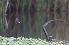 カワセミ飛翔 暗いですが