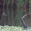 カワセミ飛翔 暗いですが