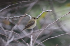 先週のキビタキ