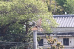 ばんざーい