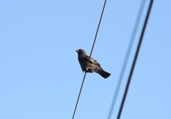 コクマルガラス黒色型