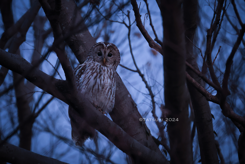 夕暮れのフクロウ