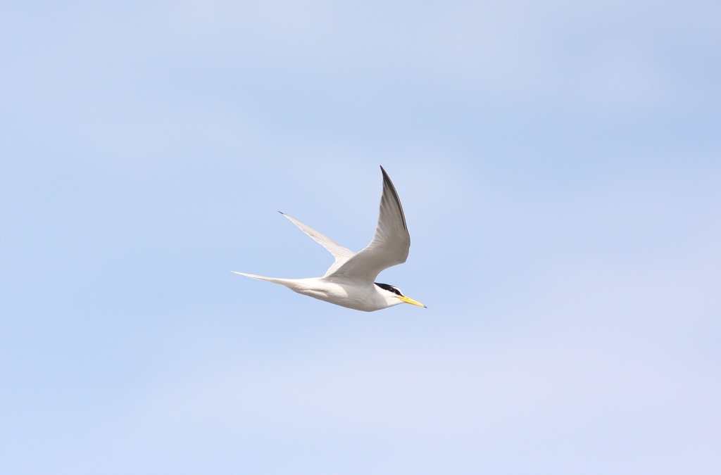 近くを飛んだコアジサシ